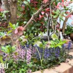 【個人邸】春の小さいお庭は四角いスペースも曲線の小道で奥行き感じるお洒落で可愛いお庭！アジュガとクリスマスローズで華やぐシェードガーデン！ | H様邸 | 園芸/ガーデニング店巡り | 大阪/堺