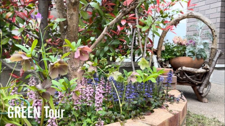 【個人邸】春の小さいお庭は四角いスペースも曲線の小道で奥行き感じるお洒落で可愛いお庭！アジュガとクリスマスローズで華やぐシェードガーデン！ | H様邸 | 園芸/ガーデニング店巡り | 大阪/堺