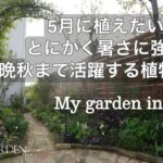 【ガーデニング】５月に植えたい🍃暑さにとにかく強い！晩秋まで咲く花期の長いイチオシの植物１０選｜My garden in April