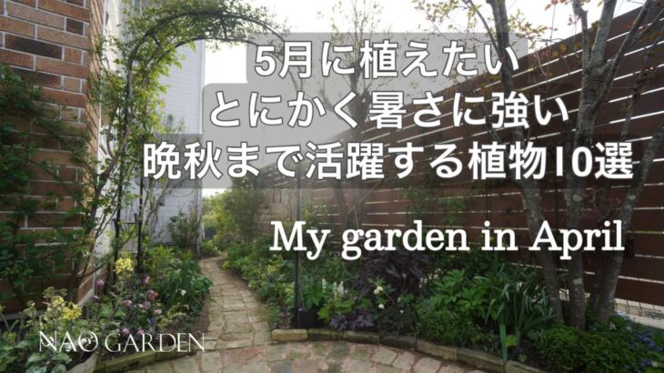 【ガーデニング】５月に植えたい🍃暑さにとにかく強い！晩秋まで咲く花期の長いイチオシの植物１０選｜My garden in April