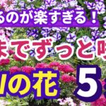 【ガーデニング】今すぐ植えて秋までずっと咲く！PWの花5選15種の紹介！神コスパ花！あしかがフラワーパーク!「ふじのはな物語ー大藤まつり2026ー」開催中！ Gardening