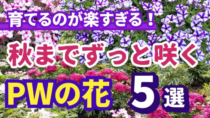 【ガーデニング】今すぐ植えて秋までずっと咲く！PWの花5選15種の紹介！神コスパ花！あしかがフラワーパーク!「ふじのはな物語ー大藤まつり2026ー」開催中！ Gardening