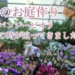 【ガーデニング Vlog】４月のお庭作り／パンジービオラ♡すみれ図鑑・レディ他２０種紹介