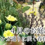 【ガーデニングVlog】４月のお庭作り／毎年咲く春の宿根草たち／ムスカリやラックス開花／レンガ通りに咲く春花たち