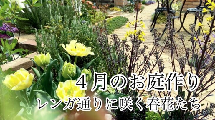 【ガーデニングVlog】４月のお庭作り／毎年咲く春の宿根草たち／ムスカリやラックス開花／レンガ通りに咲く春花たち