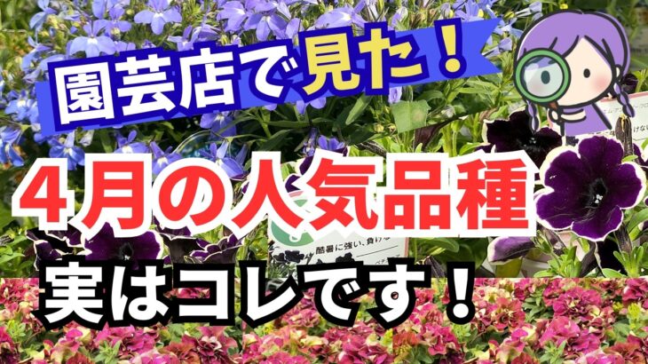【ガーデニング】４月の園芸店で見た神花特集！今しか買えない品種！園芸のプロもイチオシ！注目の大人気品種を最新情報で紹介！フラワーガーデン泉・群馬県・gardening