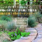 植えっぱなしで毎年咲く！切り戻し不要で勝手に増える【理想の宿根草】黒葉ビオラ｜４月のガーデンツアー｜こぼれ種で増える手間いらずな庭｜シックでおしゃれなカラーリーフ