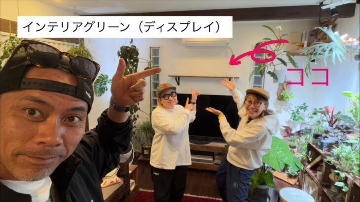 新生活にオススメ観葉植物のある空間【模様替え】#観葉植物 #インテリアグリーン #インテリアディスプレイ