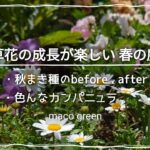 【春のガーデニング】成長が楽しい春庭/秋まき種その後/カンパニュラが凄い!?