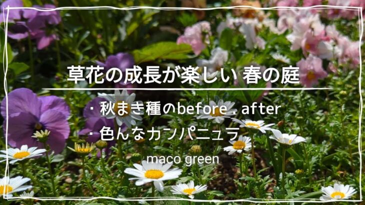 【春のガーデニング】成長が楽しい春庭/秋まき種その後/カンパニュラが凄い!?