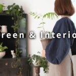 【観葉植物とインテリア】部屋をおしゃれに格上げする、グリーンと鉢の合わせ方、飾り方
