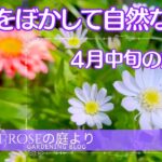 【ガーデニング】      今やっておく夏越しの準備と花後の管理・境界をぼかして自然な庭に・ 植えっぱなしで咲く可憐な山野草・４月中旬の庭作業