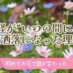 ガーデニング・春の小径が華やぐフェリシアと春の花たち｜春の色が重なる庭の物語・ナチュラルガーデン