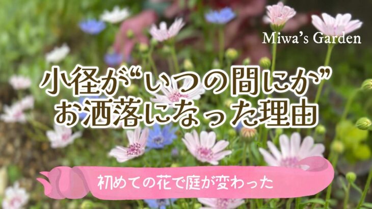 ガーデニング・春の小径が華やぐフェリシアと春の花たち｜春の色が重なる庭の物語・ナチュラルガーデン