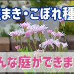 種まき・こぼれ種多めの庭はこんな感じです！お得な庭をご覧ください/寄せ植えリメイク