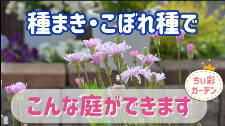 種まき・こぼれ種多めの庭はこんな感じです！お得な庭をご覧ください/寄せ植えリメイク