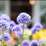 【花便り】お洒落なブルーのギリアやシックなクレマチス、鮮やかななカリブラコアなどおすすめの花苗をご紹介！