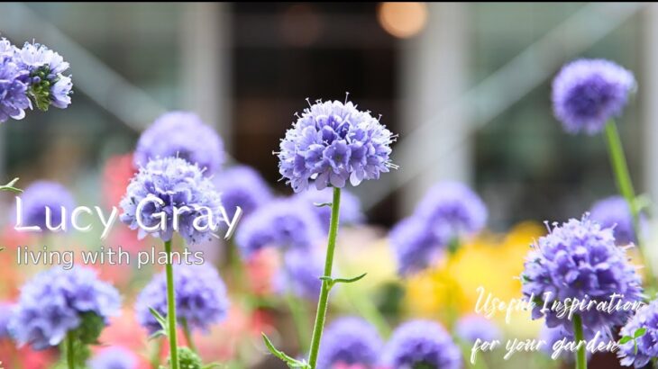 【花便り】お洒落なブルーのギリアやシックなクレマチス、鮮やかななカリブラコアなどおすすめの花苗をご紹介！