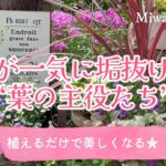 ガーデニング🌿庭が一気に垢抜ける“葉の主役たち”＊植えるだけで美しくなるリーフ選び｜宿根草の庭づくり