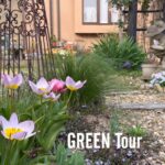 【個人邸】毎年楽しませてくれる球根類と宿根草は原種チューリップとラナンキュラスが最強に可愛い！フォーカルポイントいっぱいのお洒落で素敵なお庭！| 天野様邸 | 園芸/ガーデニング店巡り | 愛知/豊田