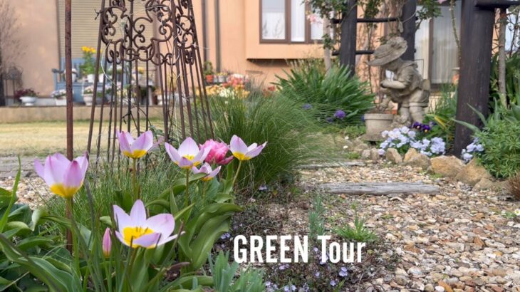 【個人邸】毎年楽しませてくれる球根類と宿根草は原種チューリップとラナンキュラスが最強に可愛い！フォーカルポイントいっぱいのお洒落で素敵なお庭！| 天野様邸 | 園芸/ガーデニング店巡り | 愛知/豊田