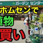 【なんだここは！】植物欲が抑えられなくなりまた爆買いしてしまった。。。　　【ジョイフル本田】