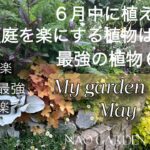 【ガーデニング】イチオシ✨酷暑に負けない‼️｜夏庭を楽にする1年草＆宿根草6選｜美しいクレマチスご紹介｜私の小さな庭５月後半🍃My garden late May