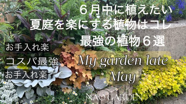 【ガーデニング】イチオシ✨酷暑に負けない‼️｜夏庭を楽にする1年草＆宿根草6選｜美しいクレマチスご紹介｜私の小さな庭５月後半🍃My garden late May