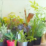 おぎはら植物園でお迎えした宿根草と低木20選｜植物図鑑 2026春