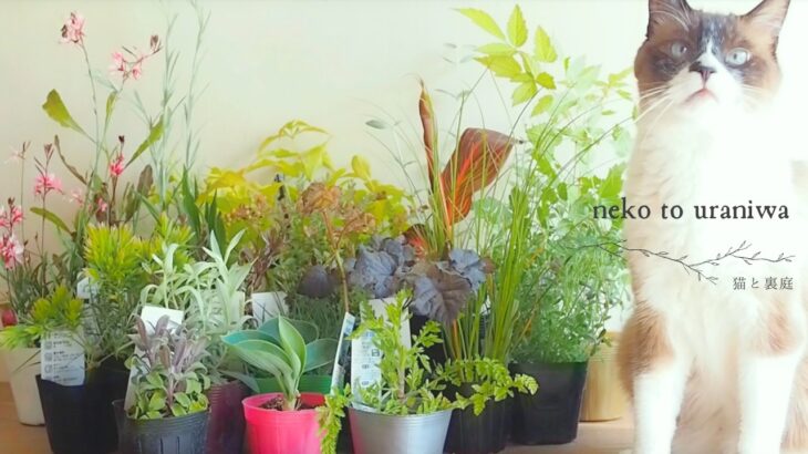 おぎはら植物園でお迎えした宿根草と低木20選｜植物図鑑 2026春
