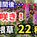 【ガーデニング】たった２週間でここまで咲く！？華やかさ別格！あふれて咲く宿根草22種の紹介！プロが植えてるのはコレ！あしかがフラワーパーク!【 Gardening】