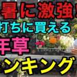 【植えるなら今】暑さに強くコスパのよい春植え一年草ベスト5       【園芸】【ガーデニング】【初心者】