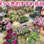 【5月に買うべき宿根草と一年草】ゴールデンウイークはガーデニングを満喫しよう！主役級の花苗が続々と入荷する魅力的な時期【園芸】【ガーデニング】