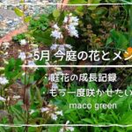 【5月ガーデニング】今庭の成長記録/初夏に向けての切り戻し