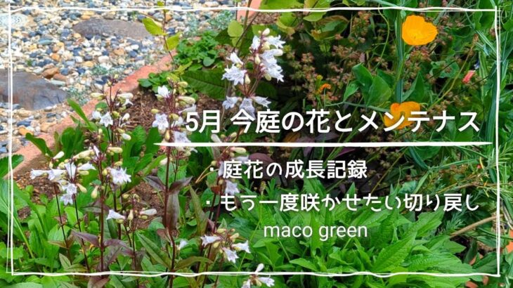 【5月ガーデニング】今庭の成長記録/初夏に向けての切り戻し