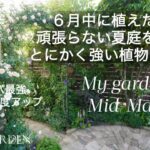 【ガーデニング】イチオシ✨6月中に植えたい！コスパ最強！楽な夏庭作り！とにかく暑さに強いお手入れ簡単な最強の1年草＆宿根草12選　私の庭5月中旬迄の様子　My garden in Mid May
