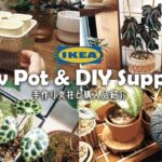 【観葉植物】IKEAの栽培容器と手作りの支柱丨ベゴニアの剪定丨アロカシアの植え替え丨インテリアグリーン丨house plants🌱