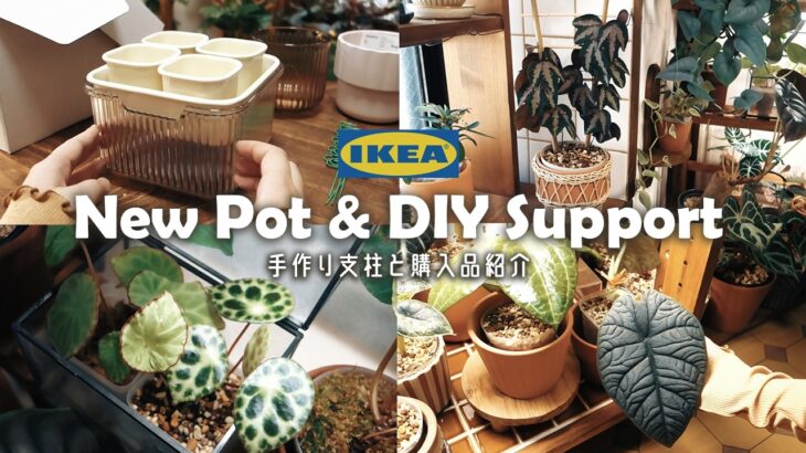 【観葉植物】IKEAの栽培容器と手作りの支柱丨ベゴニアの剪定丨アロカシアの植え替え丨インテリアグリーン丨house plants🌱