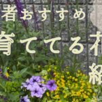 【ガーデニング】おしゃれ庭ベランダガーデニング🌷初心者向けほぼ放置でOK育ててる花紹介🌷