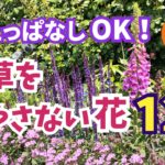 【ガーデニング】植えっぱなしOK！もう草取りしない！雑草を生やさない花12選！プロが植えてるのはこれ！あしかがフラワーパーク!「ふじのはな物語ー大藤まつり2026ー」開催中！ Gardening