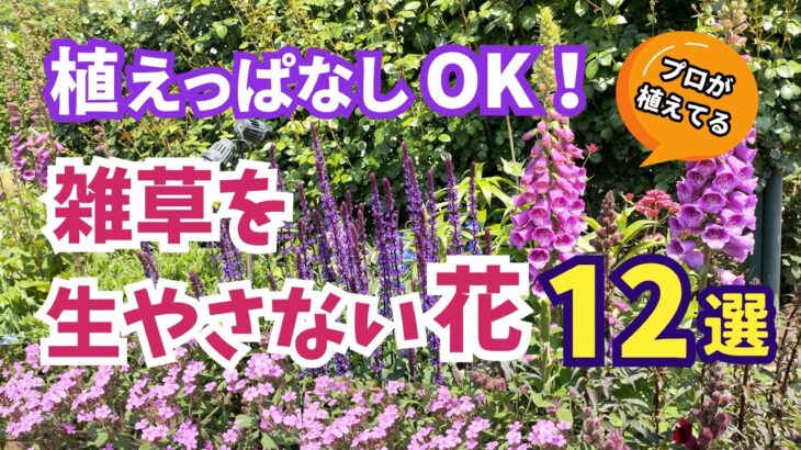 【ガーデニング】植えっぱなしOK！もう草取りしない！雑草を生やさない花12選！プロが植えてるのはこれ！あしかがフラワーパーク!「ふじのはな物語ー大藤まつり2026ー」開催中！ Gardening
