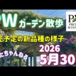【PWディスプレイガーデン散歩】新発売のスモークツリーやアスチルベを見ながら散歩しよう