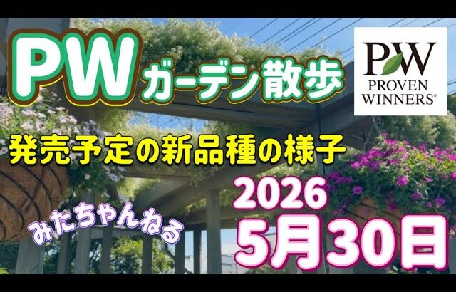 【PWディスプレイガーデン散歩】新発売のスモークツリーやアスチルベを見ながら散歩しよう