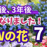【ガーデニング】PWの人気の花の２年後､３年後！育ててわかった本当の姿！厳選７品種を紹介！あしかがフラワーパーク・ Gardening
