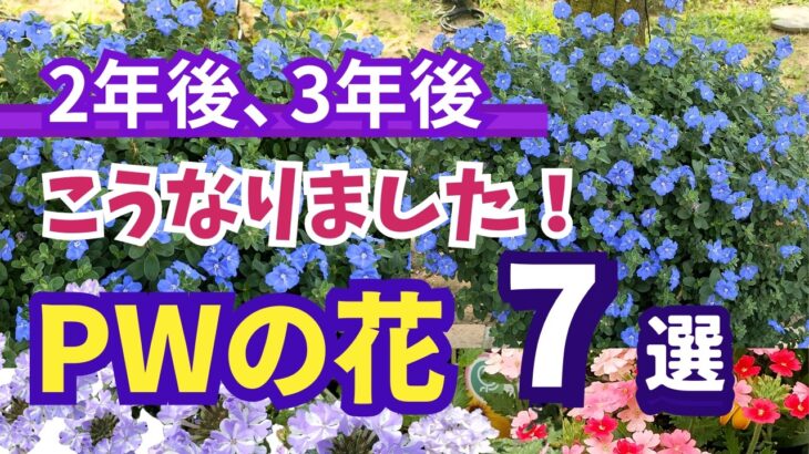 【ガーデニング】PWの人気の花の２年後､３年後！育ててわかった本当の姿！厳選７品種を紹介！あしかがフラワーパーク・ Gardening