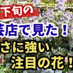 【ガーデニング】今すぐ植えて夏の暑さを乗り切る！５月下旬の園芸店で見た！秋まで長く楽しむ最強夏花！注目の大人気品種＆最新品種を紹介！フラワーガーデン泉・群馬県・gardening