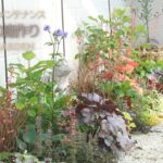 【植えっぱなし】宿根草で作る🌿ローメンテナンスで大人可愛い庭。おすすめリーフ🌱バラの咲く庭🌹