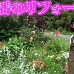 【現状報告】今ガーデンガーデンが華やかになってます【カーメン君】【園芸】【ガーデニング】