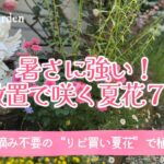 ガーデニング🌿暑さに強い！放置で咲く夏花に植え替え｜花がら摘み不要の手間いらずの花｜夏の寄せ植え・おしゃれな庭づくり