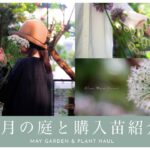 【初夏のガーデニング】５月の庭と購入苗紹介｜半日陰の庭に咲く初夏の花